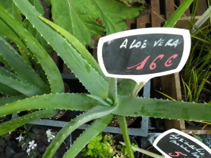 aloe vera