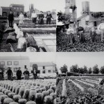 18 culture melons sous cloches banlieue parisienne