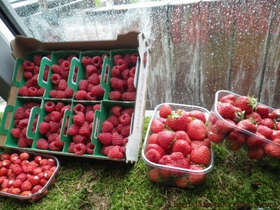 Les fruits qui manquent de soleil manquent de sucre, donc de goût.