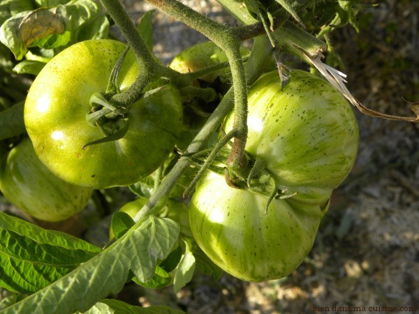tomate 11