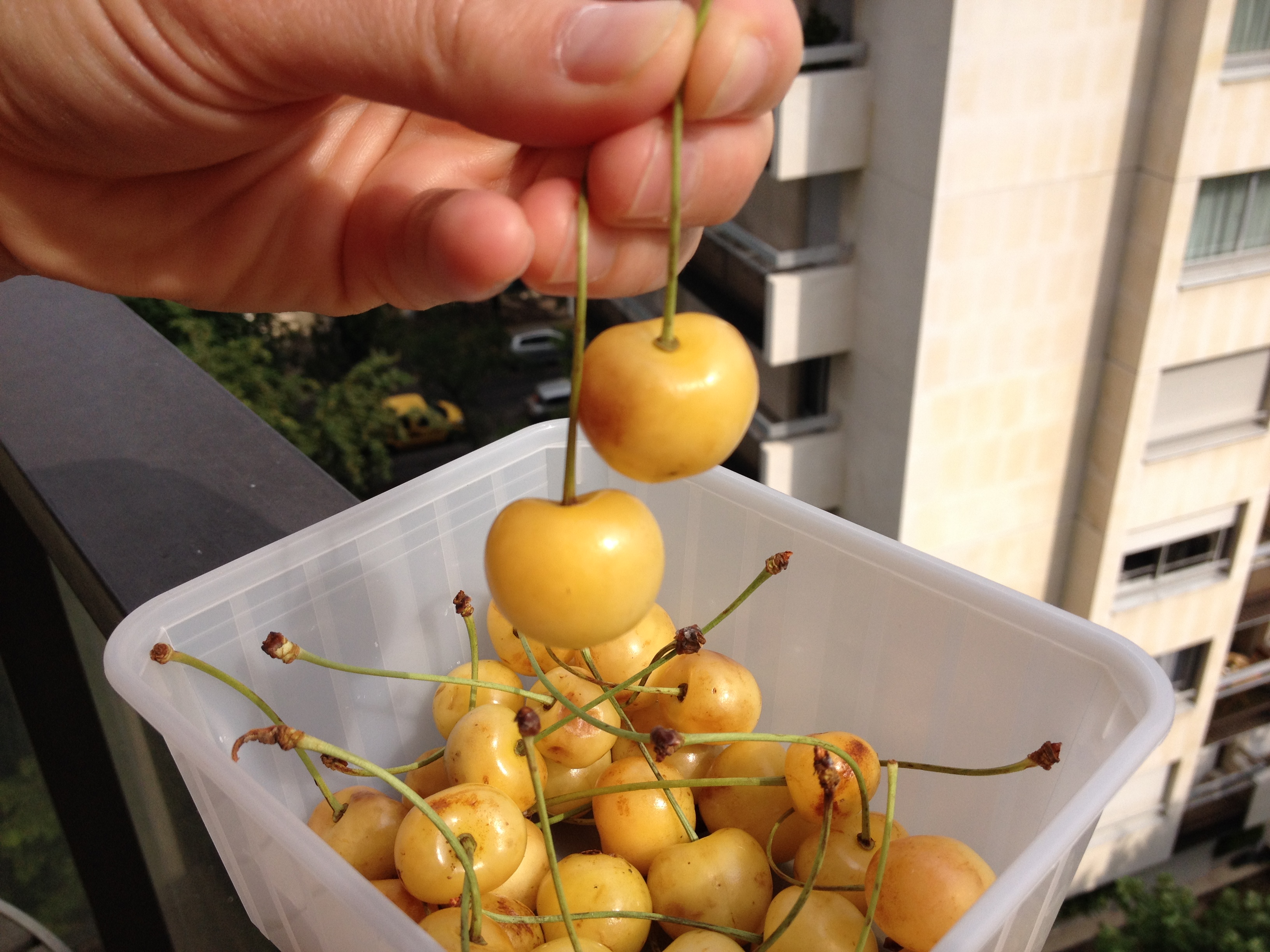 Cerises jaunes ça croque, c’est acidulé, c’est fruité, c’est bon ! Bien dans ma cuisine