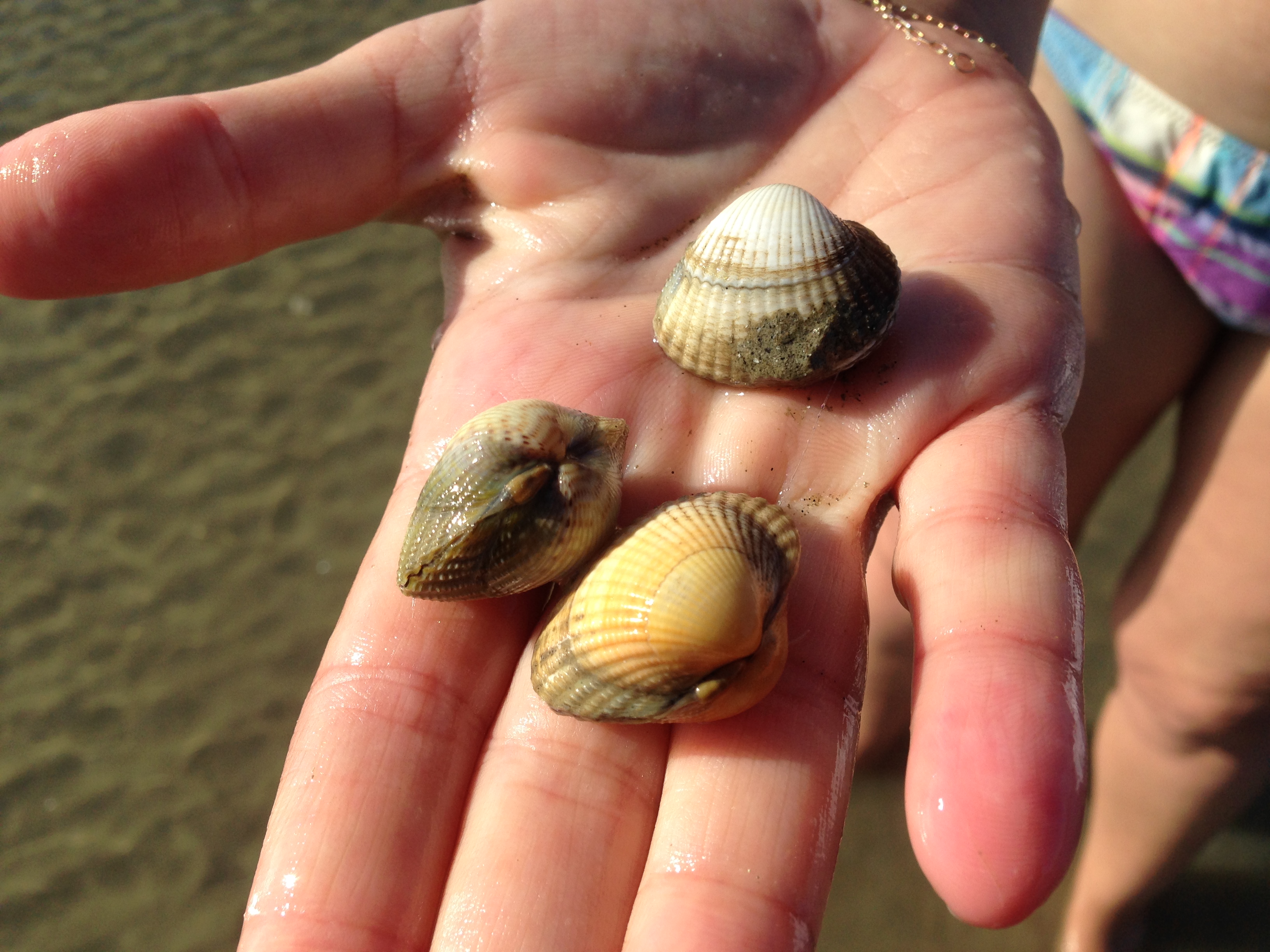 Pêcher ses coques en bord de mer, mode d’emploi en 3 points (c’est le bon moment !) Bien dans
